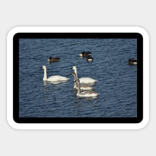 Swan Family Sticker